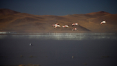 Laguna Colorado - Andenflamingo - - Axel Bauer -Extreme Höhe - Radfahren in der Atacamawüste - Argentinien, Chile, Bolivien mit dem Fahrrad - Lagunenroute - Paso Jama